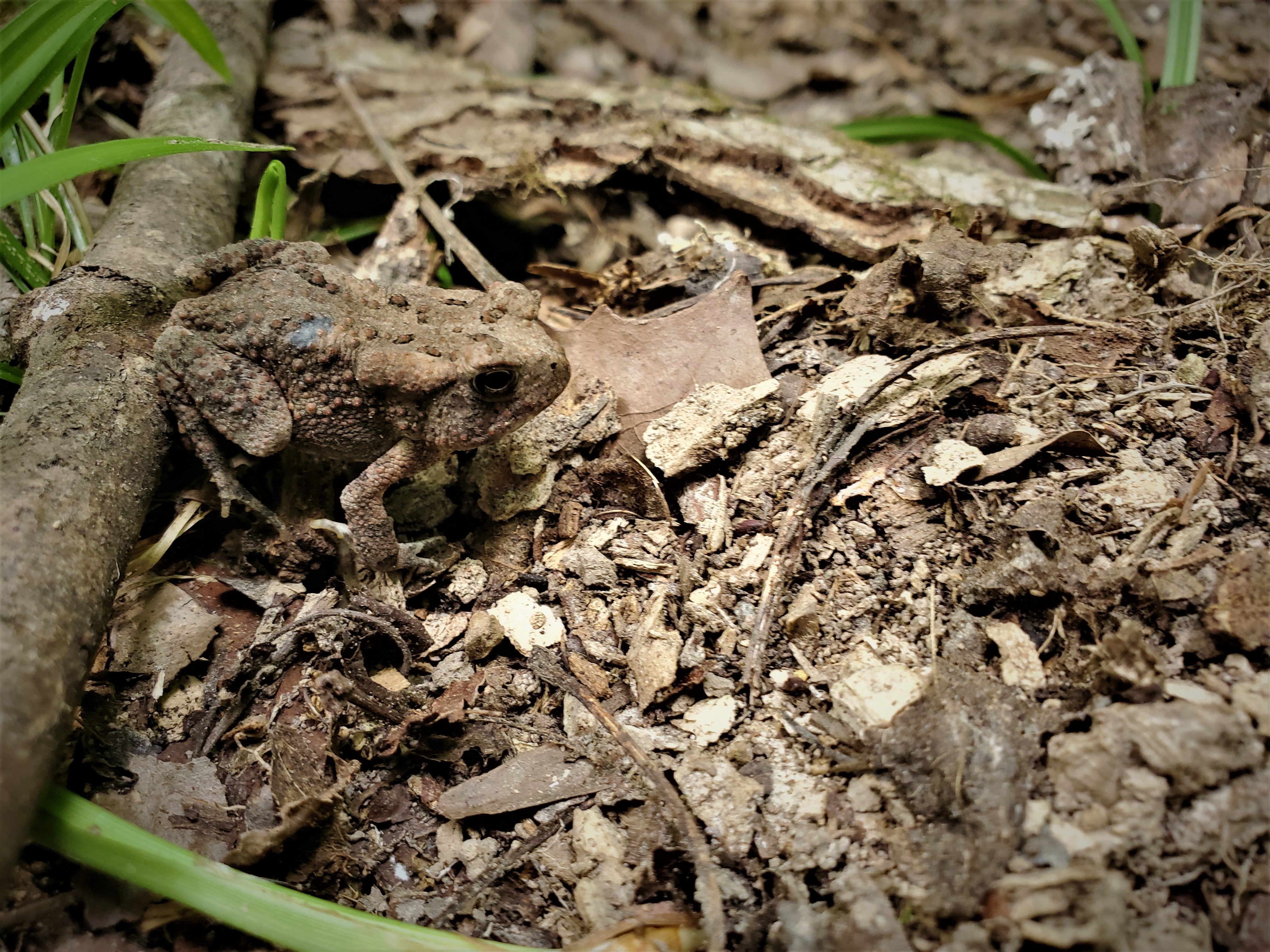 A toad sits partially on the ground and partially on a stick.