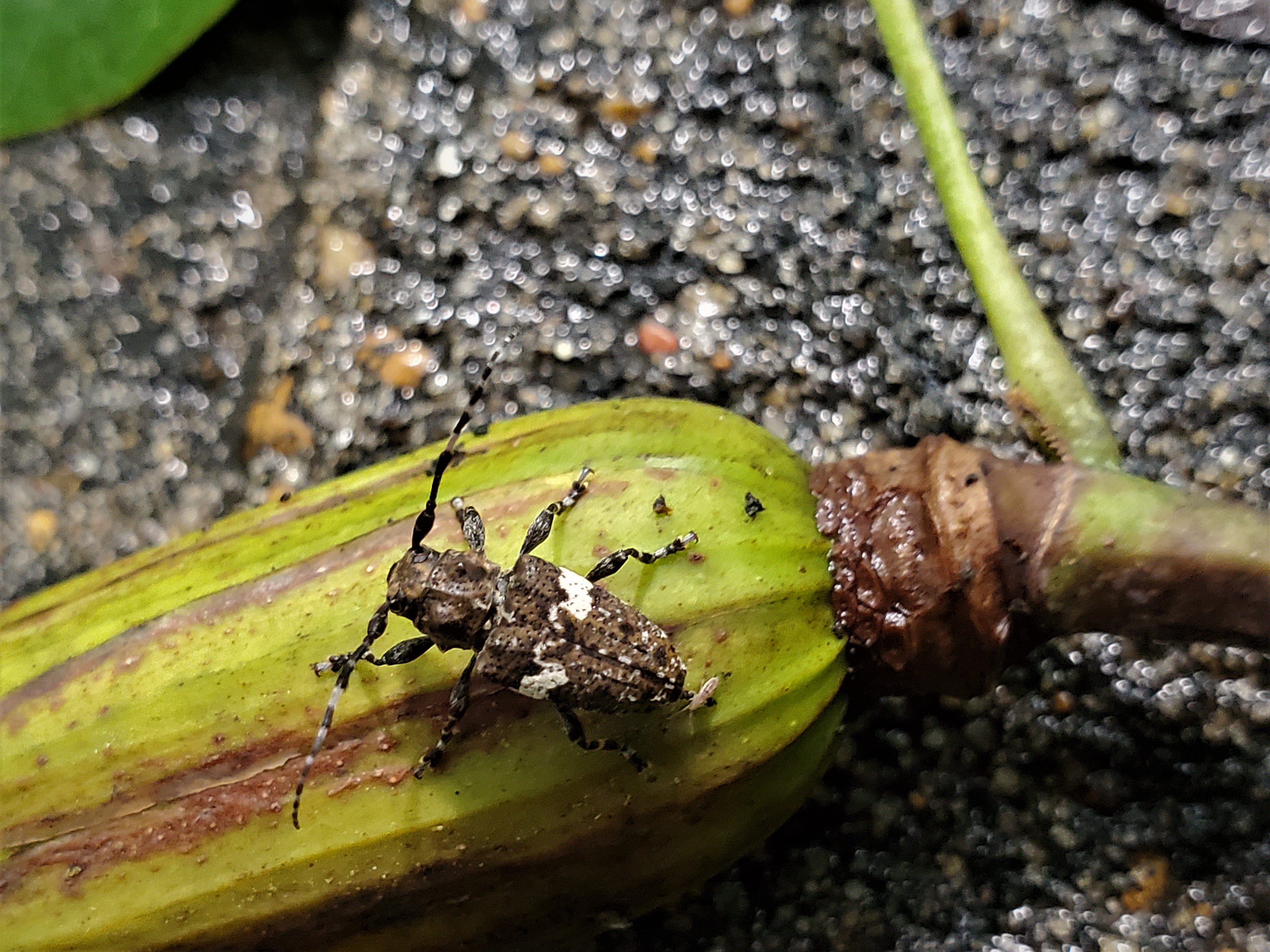 A longhorn beetle sits on a closed tulip poplar pod.