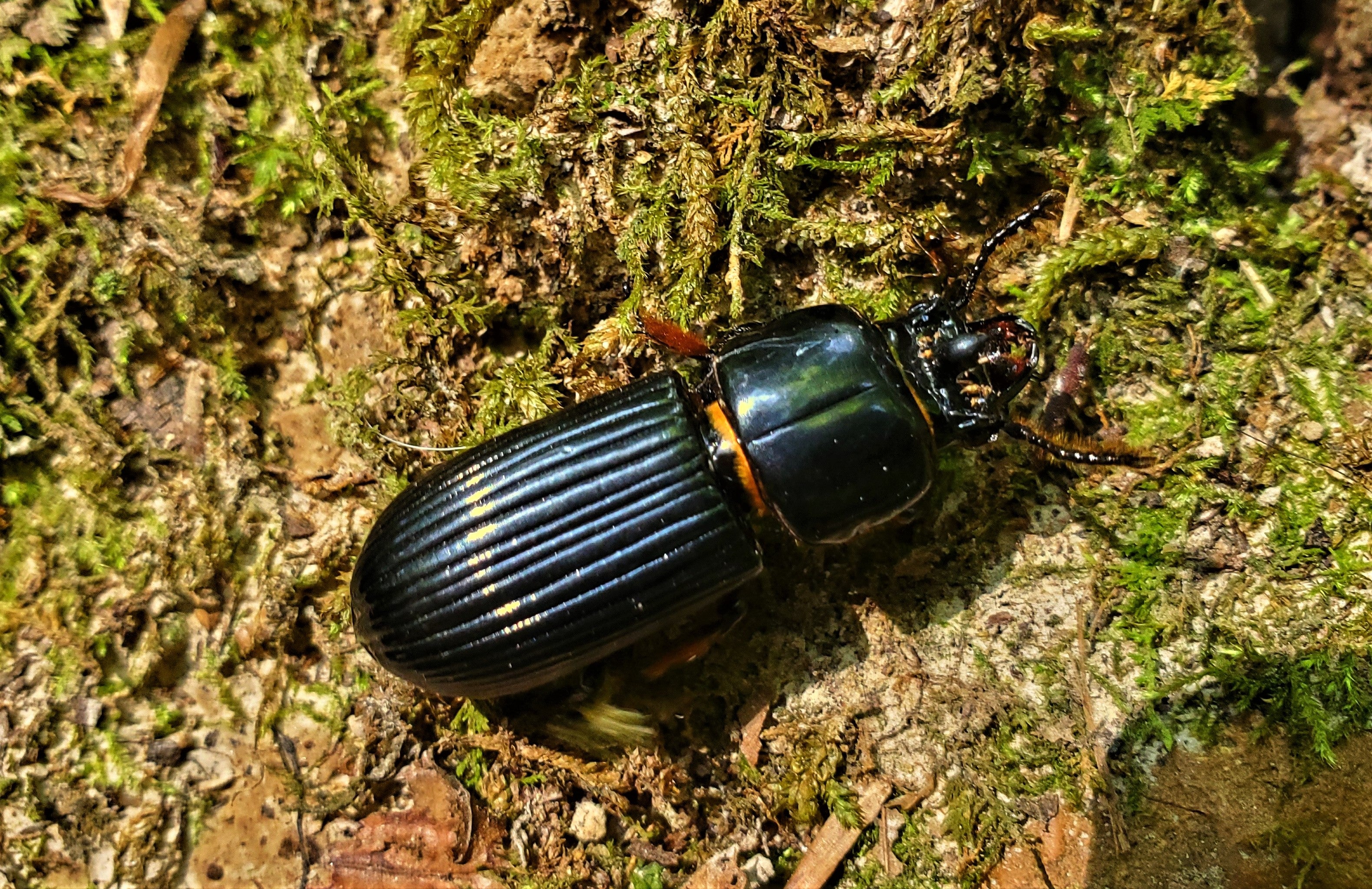 A bess beetle walks across bark covered by moss.