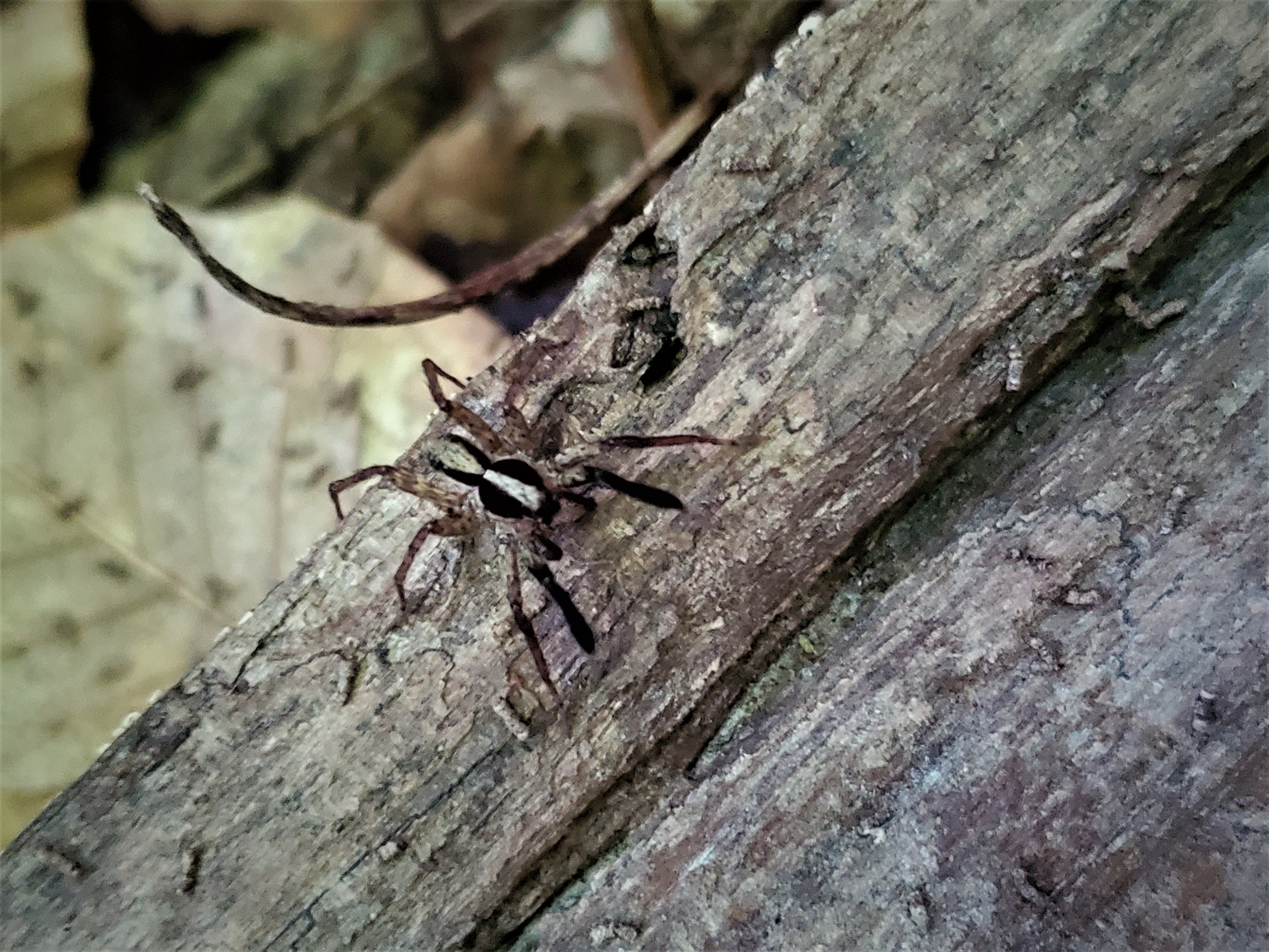 A wolf spider sits on a piece of wood.